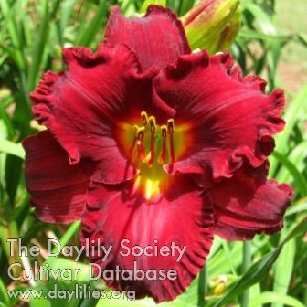 Daylily Total Power